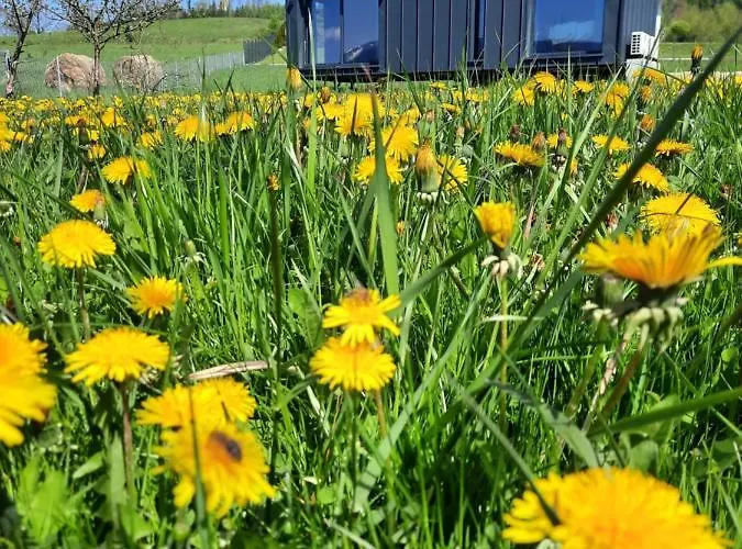 Arnikowa Widokowka *